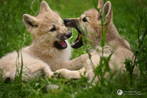 Polarwölfe Arctic wolves Anyu Nova Yuki